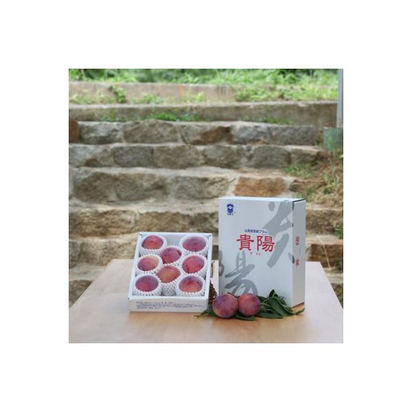 ふるさと納税 2026年先行予約 貴陽 すもも 約1.5kg (8玉～10玉程度) 南アルプス市産