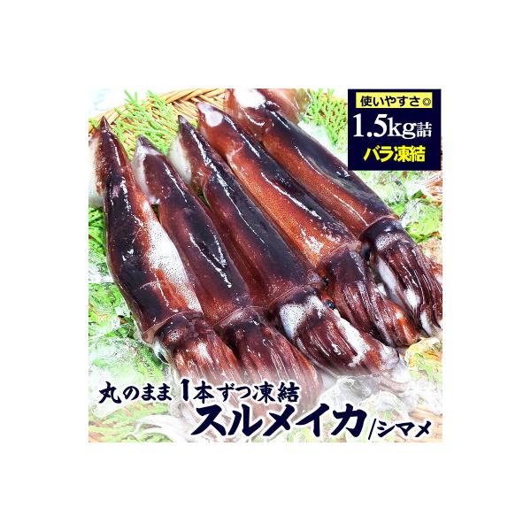 スルメイカ(冷凍)たっぷり約1.5kg　サイズ不揃い　兵庫県新温泉町