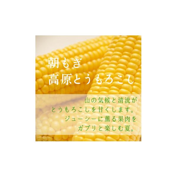 【朝もぎ高原とうもろこし】6本・約2.5kg　南信州 売木村産 甘味抜群の特産品!