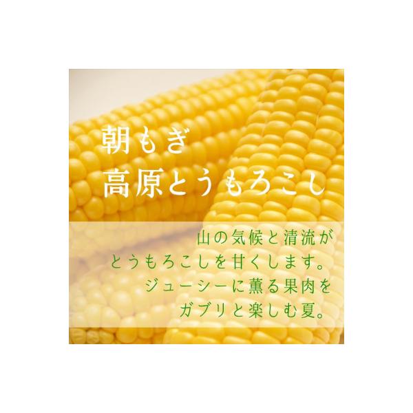 【朝もぎ高原とうもろこし】10本・約4kg　南信州 売木村産 甘味抜群の特産品!