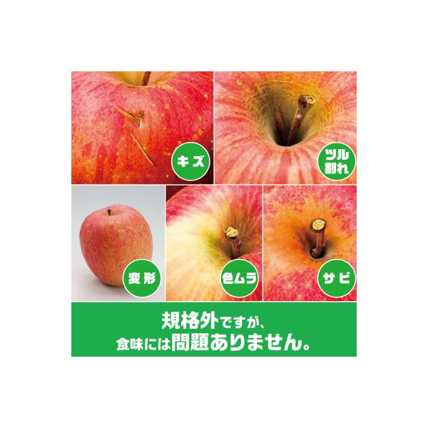 【2026年9月末～発送開始】内容量　約10Kg　訳ありりんご　早生ふじ　24～46個入