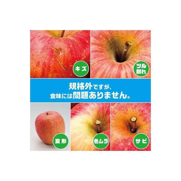【R8年11月上旬～発送開始】内容量　約10Kg　訳ありりんご　シナノスイート　24～46個入