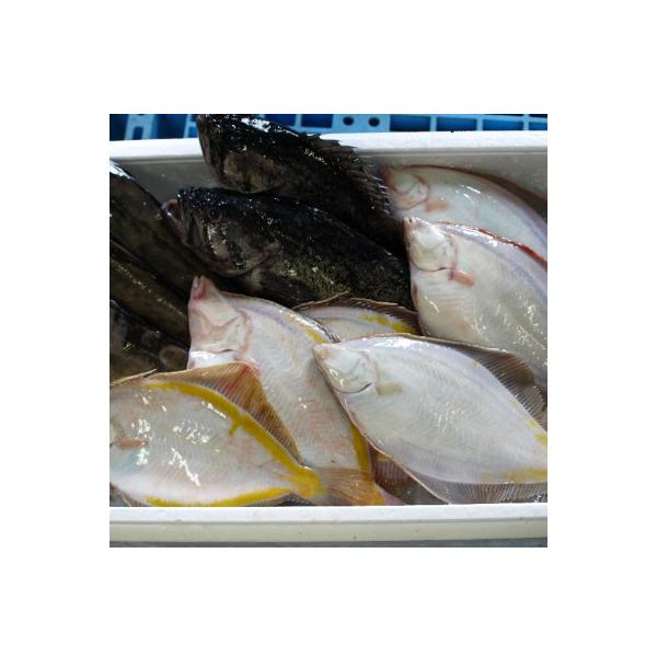 北海道噴火湾産 とれたて鮮魚福袋 約4kg