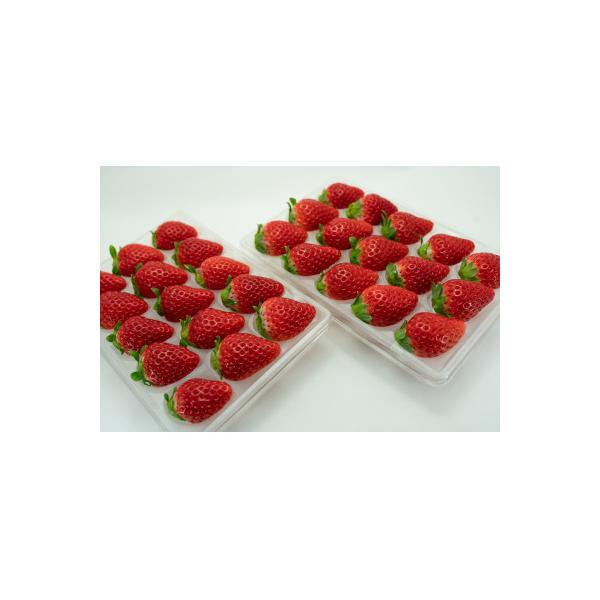 ■お礼品詳細　・配送種別：冷蔵便　・提供元：渋田いちご園■お申し込み・配送・その他　・発送時期：2025-12-15〜2026-02-28(お届け時間帯指定可)　・申込受付期間：〜2026-02-15　・配達外のエリア：離島　・寄付証明書の...