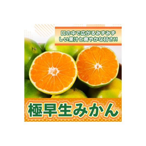 佐賀県産 極早生みかん 約2.5kg(吉野ヶ里町)