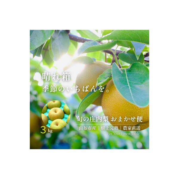 【晴れ箱】由布市産 庄内梨 約3kg|旬のおまかせ便・樹上完熟・農家直送・期間限定|庄内梨の藤原