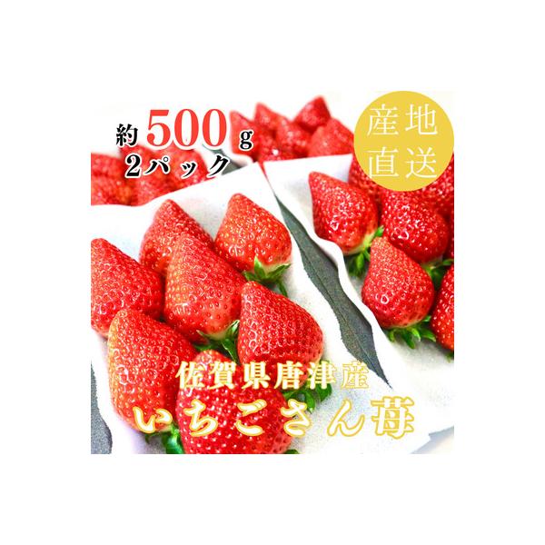 【濃厚苺いちごさん】約500g 沢山の日光を浴びた苺!《2027年3月より順次発送予定》