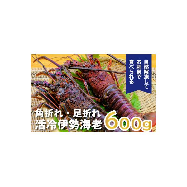 バタバタしたら角と足がとれちゃいました　活冷伊勢えび 約600g〈訳あり(不揃い)〉【BB25】