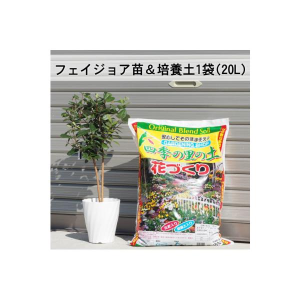 ふるさと納税 朝倉市 フェイジョア苗と培養土1袋(20L)セット : さと