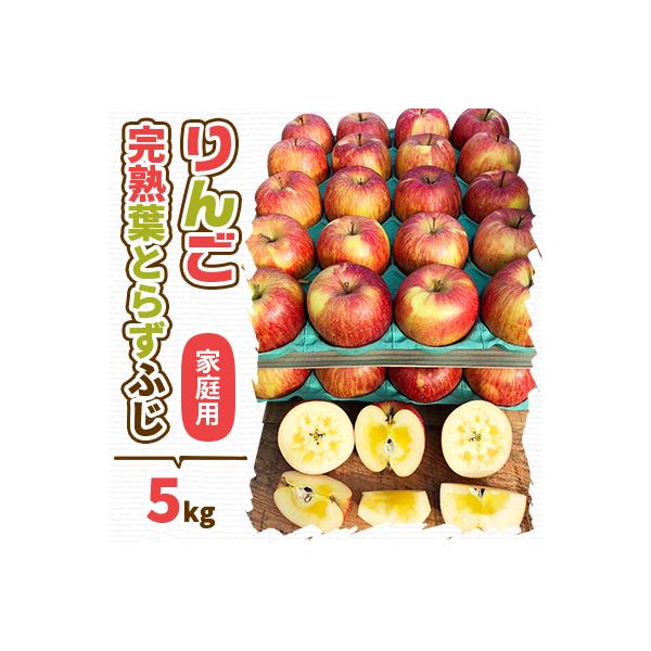 (2026年産予約)当園人気第1位!!【青森市産 完熟葉とらずふじ】約5kg16～23玉 (家庭用)