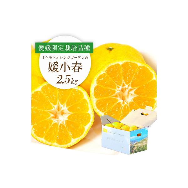 【先行受付】希少柑橘 媛小春(ひめこはる) 2.5kg【E25-144】