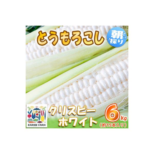 下妻産朝採りとうもろこし6kg(クリスピーホワイト・約15本入り)2025年6月下旬頃より発送開始