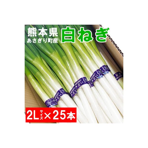 熊本県あさぎり町産　白ねぎ「球磨美人」2Lサイズ×25本