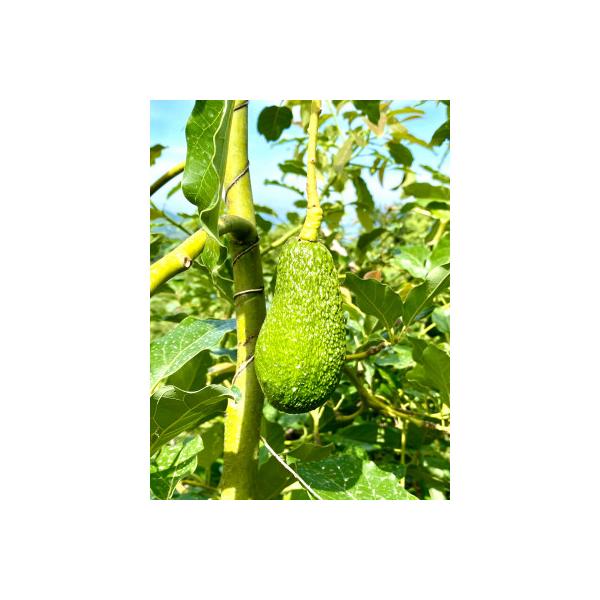 油分たっぷり!露地栽培の国産アボカド(愛媛県産)　1kg
