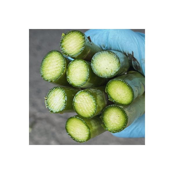 ■お礼品詳細　・配送種別：冷蔵便　・提供元：山本農園■お申し込み・配送・その他　・発送時期：2026-05-10〜2026-06-26(お届け時間帯指定可)　・申込受付期間：〜2026-06-11迄　・配達外のエリア：離島　・寄付証明書の送...