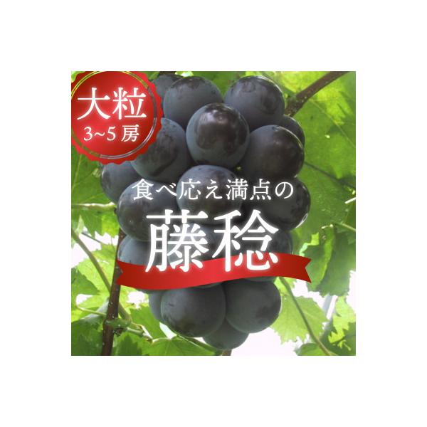 ボッケーネ(藤稔) 大粒で食べ応え満点 上級品3-5房入/計2kg～ (岡山県産)