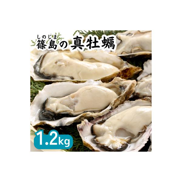 特上・篠島の殻付き真牡蠣1.2kg(生食用かき・CAS冷凍カキ)海鮮バーベキューBBQ、浜焼きに