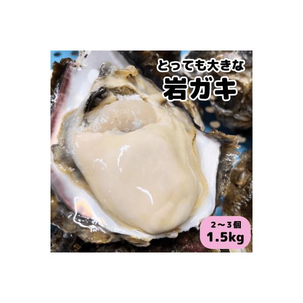 XXLサイズ!天然岩牡蠣/特上1.5kg(2～3コ/殻付き生食用)CAS冷凍カキ 海鮮バーベキューに