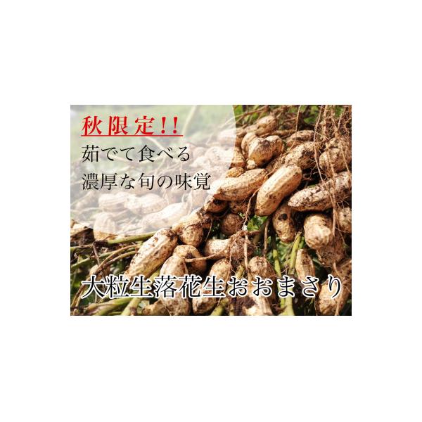 大粒生落花生「おおまさり」約1kg/茹で豆専用/9月上旬～10月下旬発送予定〔P-81〕