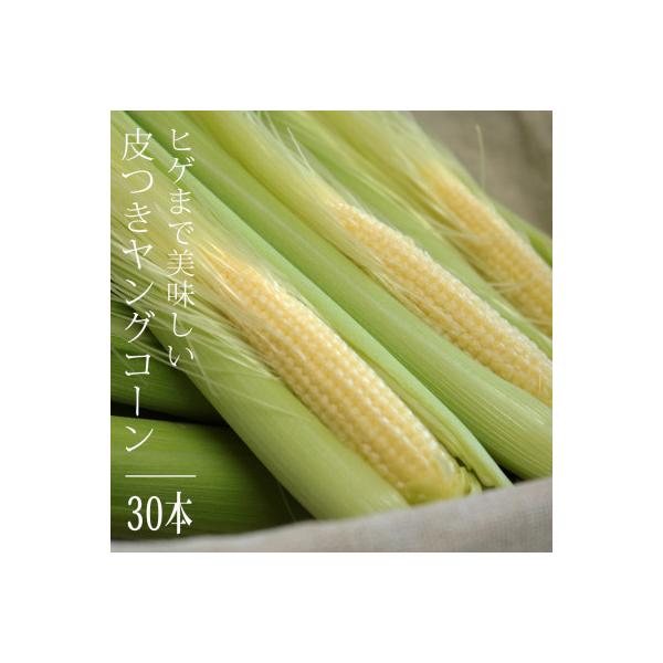【先行予約】【朝獲り当日出荷】ヒゲまで美味しい 皮つきヤングコーン30本