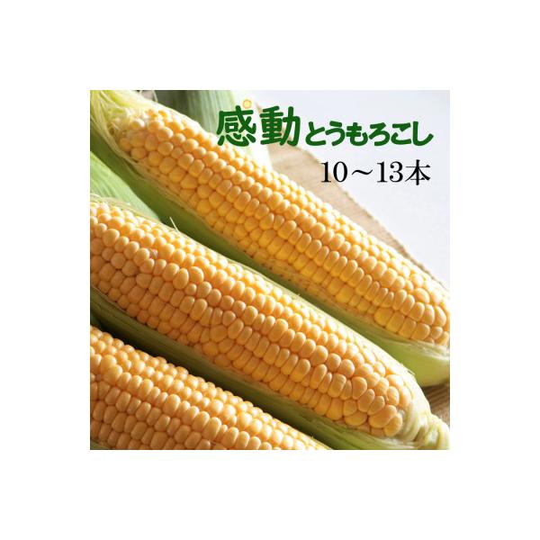 【先行受付】【2026年5月下旬より順次発送】ゴールドラッシュ『感動とうもろこし』約4キロ