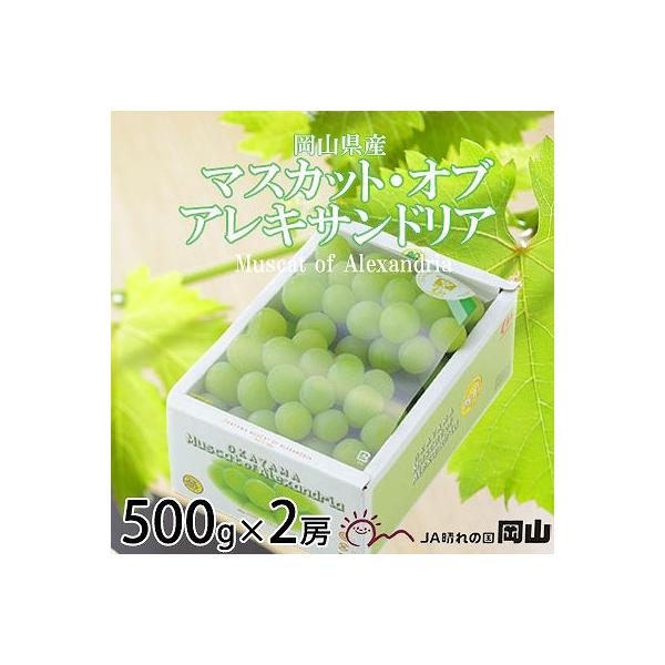 【2026年8月下旬より発送】岡山県産　マスカット・オブ・アレキサンドリア　500g×2房