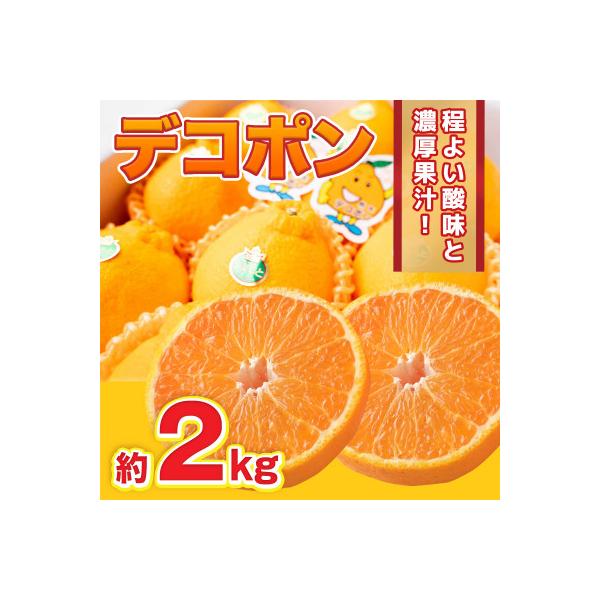 【2026年12月より順次発送】熊本県産 デコポン 約2kg (水俣市)