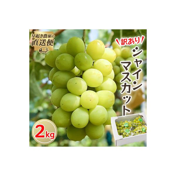 【2026年度発送分】早起き農家の直送便　わけありシャインマスカット2kg