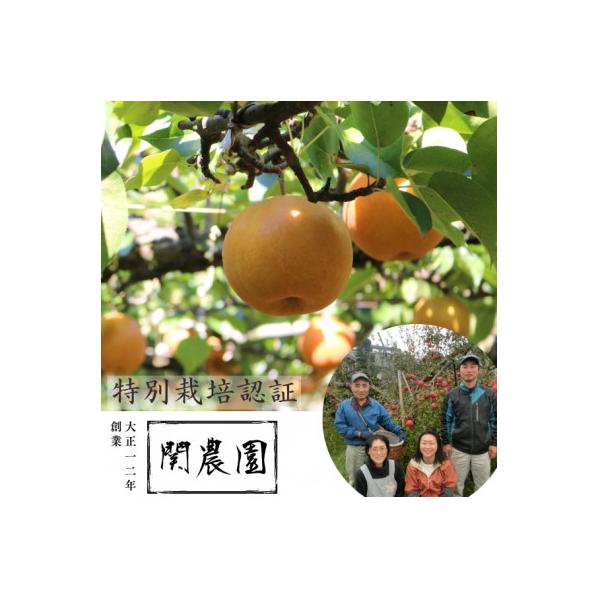 創業100年!関農園の特別栽培認証 南水 約5kg 秀品 長野県 南信州 SN07-23A