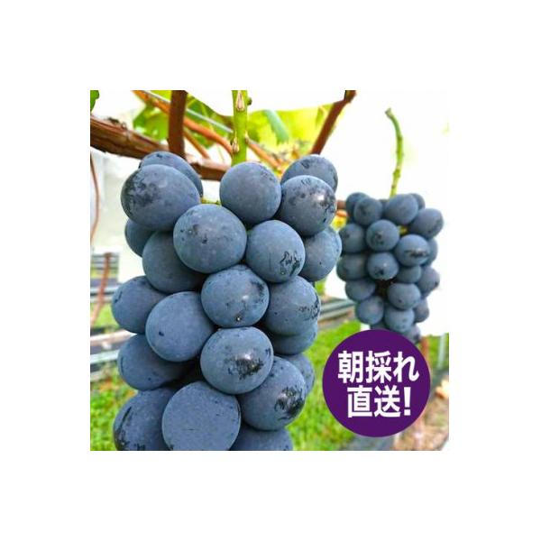 濃厚!ナガノパープル 種なし皮ごと 2房 約1kg