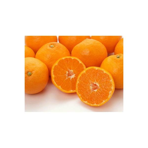 【先行受付2026年11月より発送】ご家庭用有田みかん約2kg