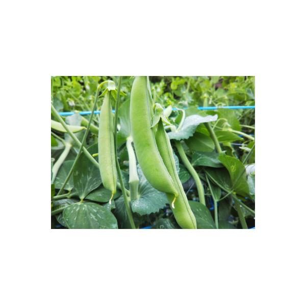 農家人が選んでお届けする「にし阿波の旬野菜詰合せ」　4～5品