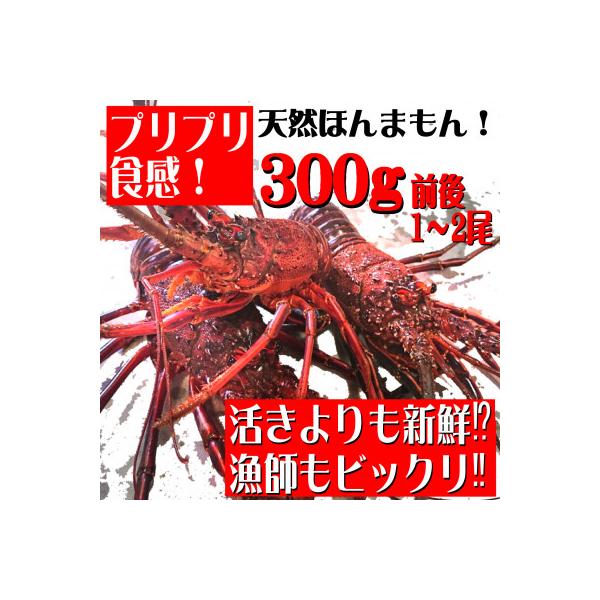 初物!活き〆伊勢海老300g前後(1~2尾)天然高知県産　刺身OK!　誰でも簡単調理説明書付き