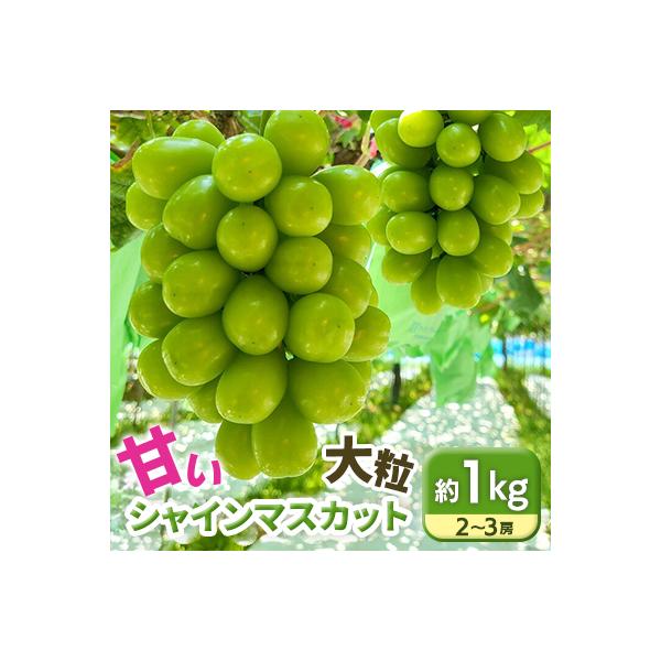 【9月中旬から発送予定】南信州産 甘い大粒シャインマスカット約1kg皮ごとパリッと食べられる美味しさ
