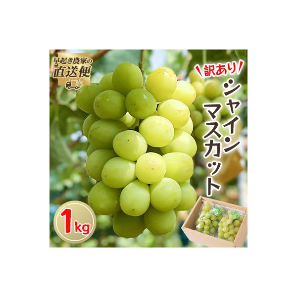 【2026年度発送分】早起き農家の直送便　わけありシャインマスカット1kg
