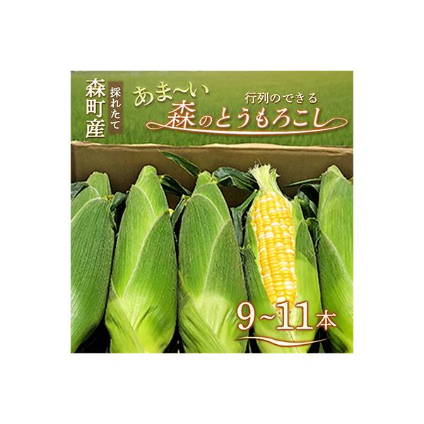 【令和8年5月下旬より順次発送】森のとうもろこし9～11本【森町SF】