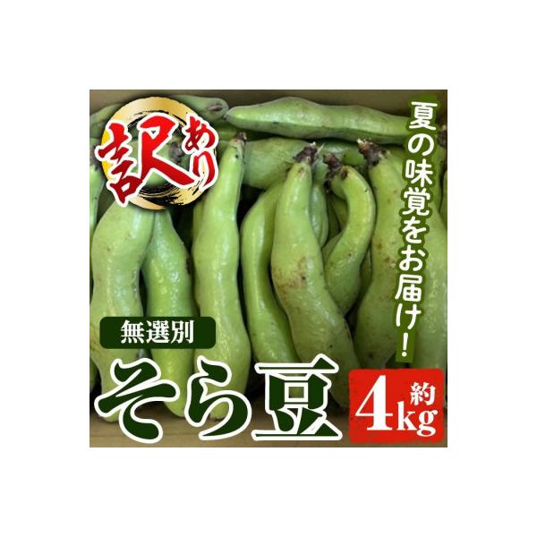 先行予約!2026年4月順次発送 訳あり!鹿児島県産 鞘つき そら豆 【松永青果】akn053-08