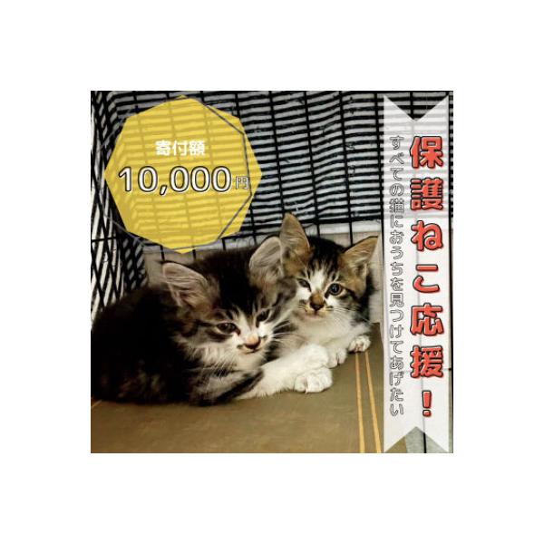 保護ねこ活動支援～野良猫から地域で見守るさくら猫に～【感謝状付き】