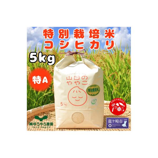 令和7年『山田のややこ』特別栽培米コシヒカリ 精米 5kg【茨城県共通返礼品・河内町産】