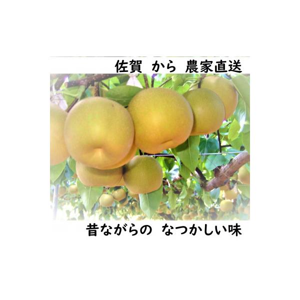人気品種のみ　特栽 今が食べごろ旬の梨約10kg　先行受付2026年夏頃から　佐賀県唐津市産