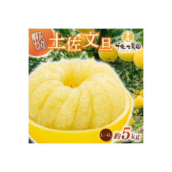 千光士農園の土佐文旦5kg (ご家庭用スレキズあり)