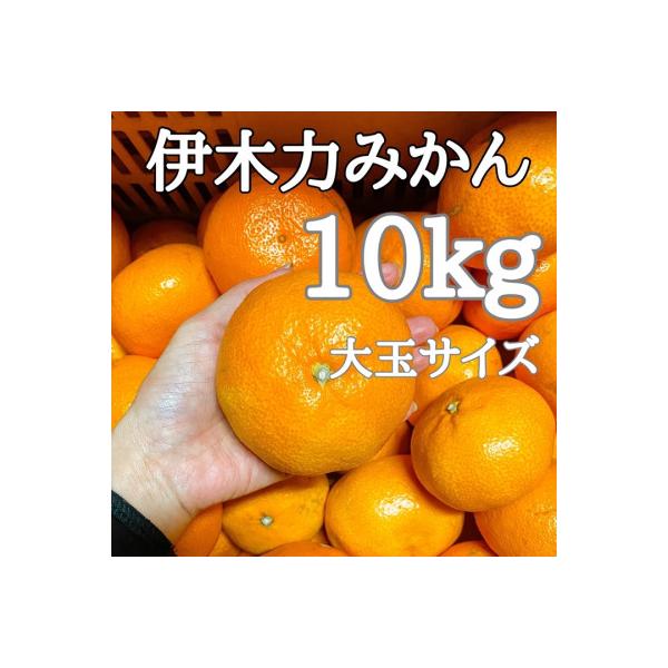 【先行予約】《伊木力みかん》大玉みかん(10kg)