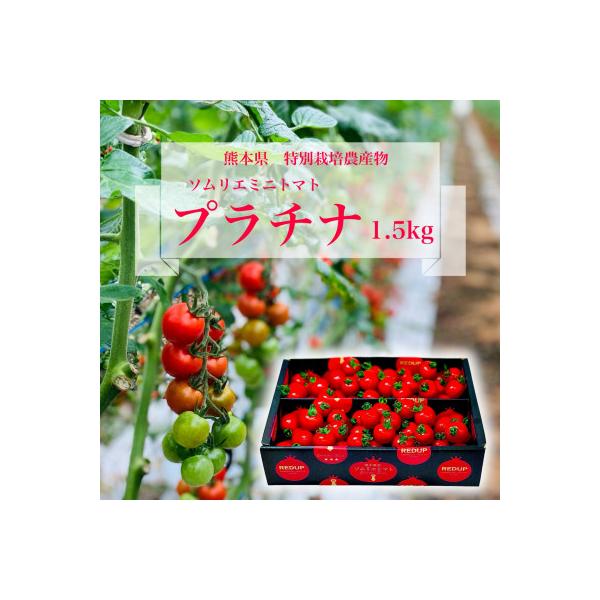【特別栽培農産物】「ソムリエミニトマト　プラチナ1.5kg」約75～100玉