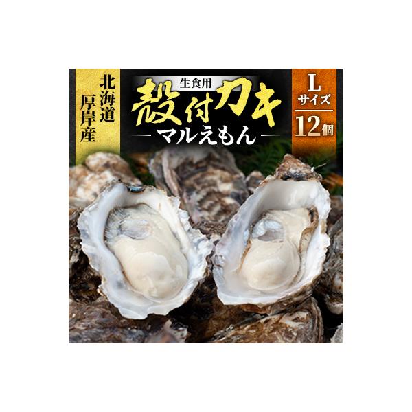 北海道厚岸町産 牡蠣 生食用 殻付カキ 「マルえもん」Lサイズ12個入り