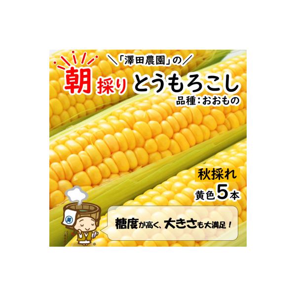 【先行受付】澤田農園の秋とうもろこし 5本 おおもの 黄色 朝採り
