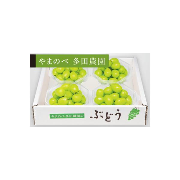 ふるさと納税 山形県 【先行受付(令和8年発送)】【シャインマスカット