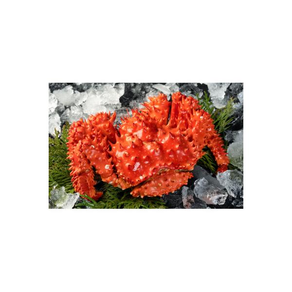 ふるさと納税 厚岸町 [訳あり]北海道厚岸産 冷凍ボイル花咲がに 約1.5kg(3〜5尾)