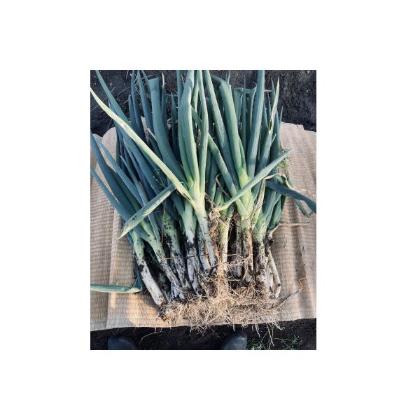 ■お礼品詳細　・配送種別：通常　・提供元：メルカート株式会社（あさごもん）■お申し込み・配送・その他　・発送時期：2025-12-16〜2026-02-26(お届け時間帯指定可)　・申込受付期間：〜2026-02-12　・配達外のエリア：　...