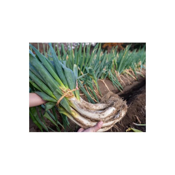 ■お礼品詳細　・配送種別：通常　・提供元：松本農園■お申し込み・配送・その他　・発送時期：〜2026-03-12(お届け時間帯指定可)　・申込受付期間：2025-12-03〜2026-03-07　・配達外のエリア：　・寄付証明書の送付時期目...