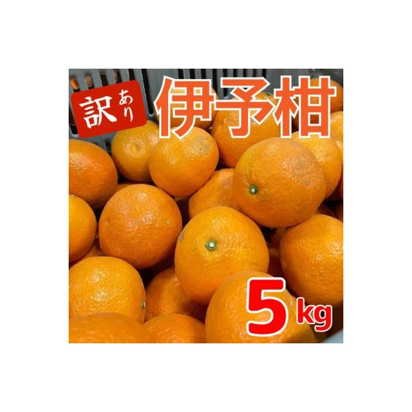 【1月中旬～順次発送予定】美味しい伊予柑5キロ